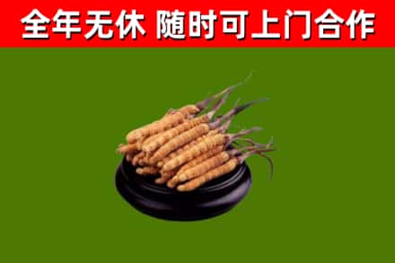 屯昌烟酒回收冬虫夏草.jpg